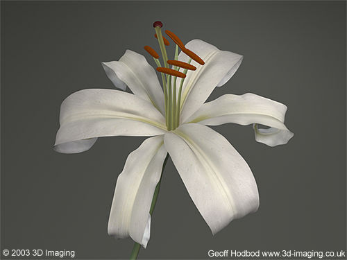 rendering cgi flower