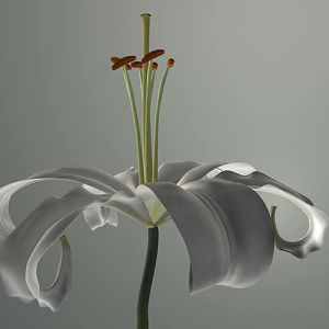 CGI Lily in 3D Business Design Presentation