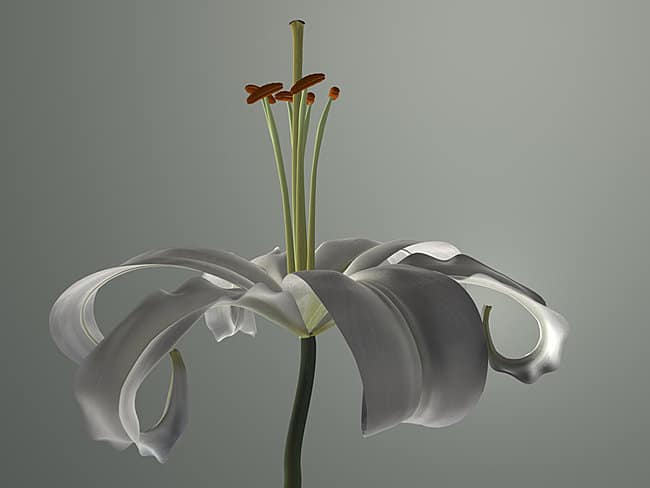 3D Visual Lily
